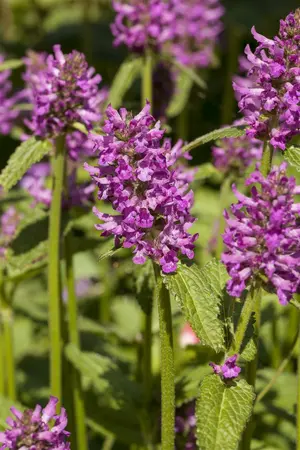 stachys monnieri  hummelo  - afbeelding 4