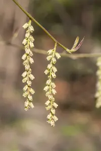 stachyurus chinensis  joy forever 