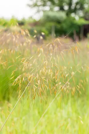 stipa gigantea - afbeelding 3