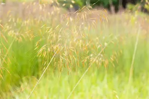 stipa gigantea - afbeelding 2