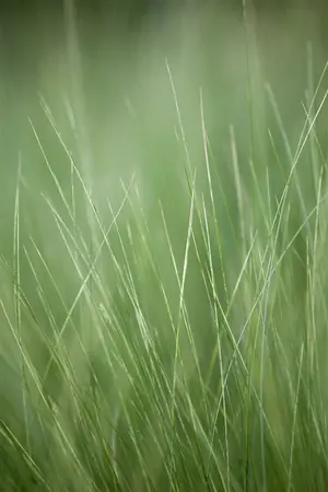 20-25 cm. P10.5 - afbeelding 5