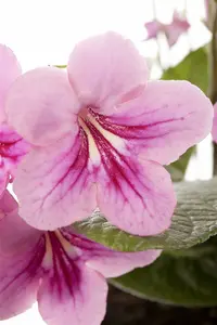streptocarpus - afbeelding 5
