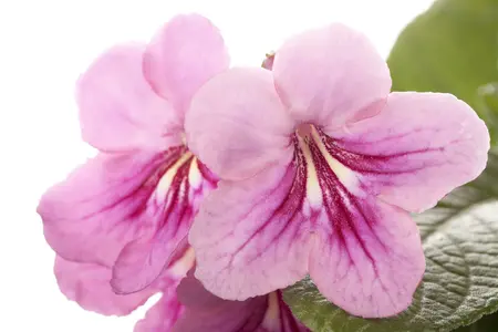 streptocarpus - afbeelding 4