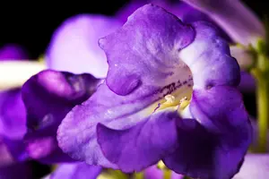 streptocarpus - afbeelding 2