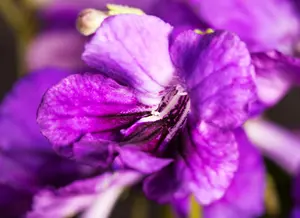 streptocarpus - afbeelding 1