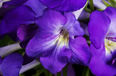 streptocarpus - afbeelding 3