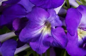 streptocarpus - afbeelding 3