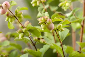 symphoricarpos doorenbosii  magic berry 