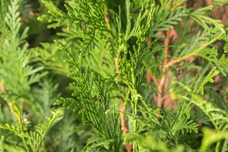thuja pl.  atrovirens   kluit 150/175 - afbeelding 1