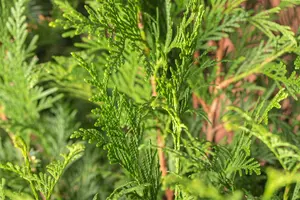 thuja pl.  atrovirens   kluit 150/175