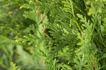 thuja pl.  atrovirens   kluit 150/175 - afbeelding 2