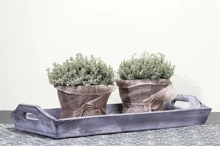 thymus vulgaris - afbeelding 3