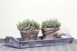 thymus vulgaris - afbeelding 3