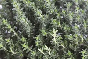 thymus vulgaris