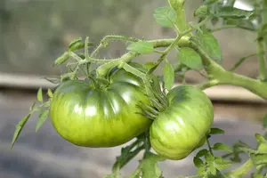 tomaat geel - afbeelding 4