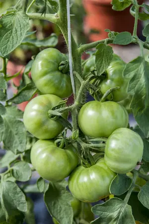 tomaat marmande - afbeelding 1