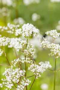 valeriana officinales - afbeelding 5
