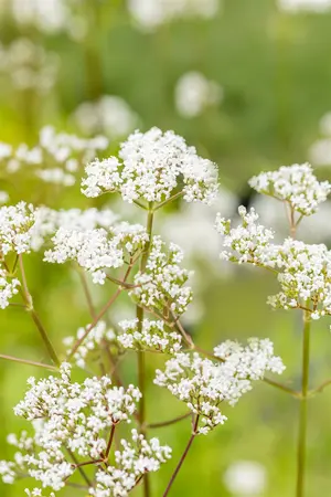 valeriana officinales - afbeelding 5