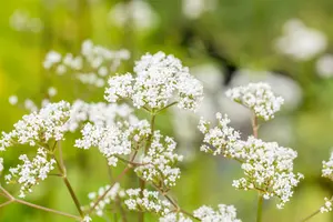 valeriana officinales - afbeelding 4