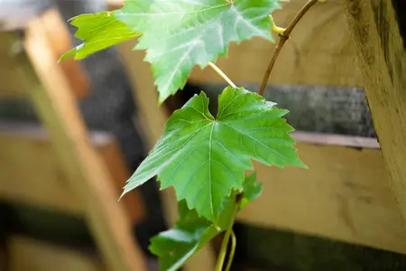 vitis muscat d alexandrie - afbeelding 1