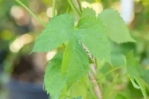 vitis muscat d alexandrie - afbeelding 4