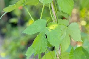 vitis muscat d alexandrie - afbeelding 5