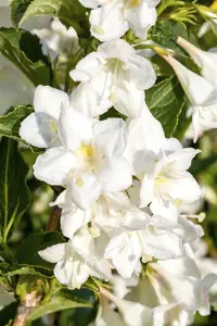 weigela  candida