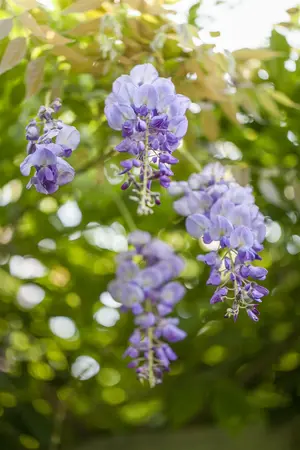 wisteria sinensis - afbeelding 2