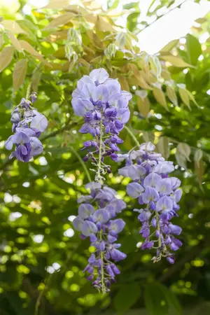 wisteria sinensis - afbeelding 3