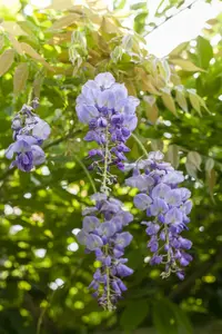 wisteria sinensis - afbeelding 3