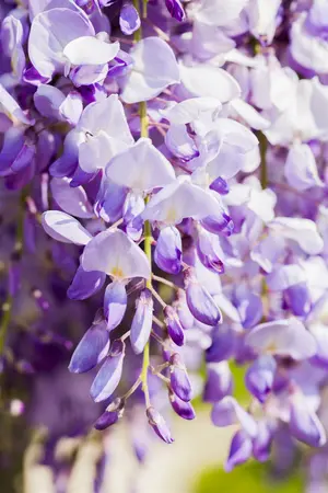 wisteria sinensis - afbeelding 5