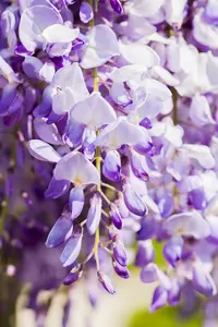 wisteria sinensis - afbeelding 5