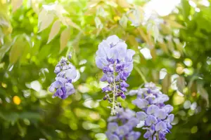 wisteria sinensis - afbeelding 4