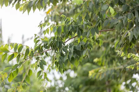 zelkova serrata  kluit250/300 meerst. - afbeelding 5