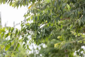 zelkova serrata  kluit250/300 meerst. - afbeelding 5